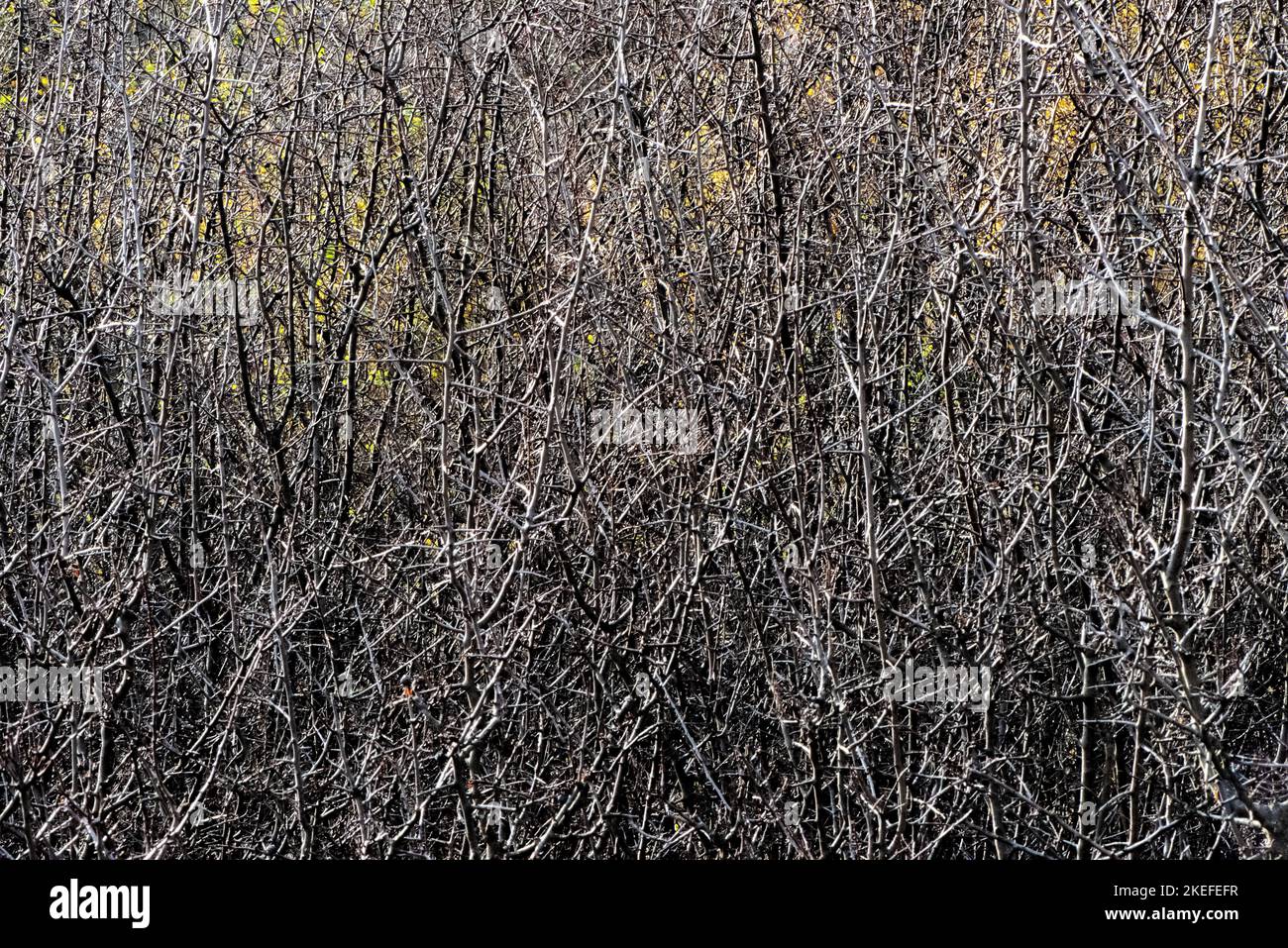 Buissons d'automne, fruits des Carpates Banque D'Images