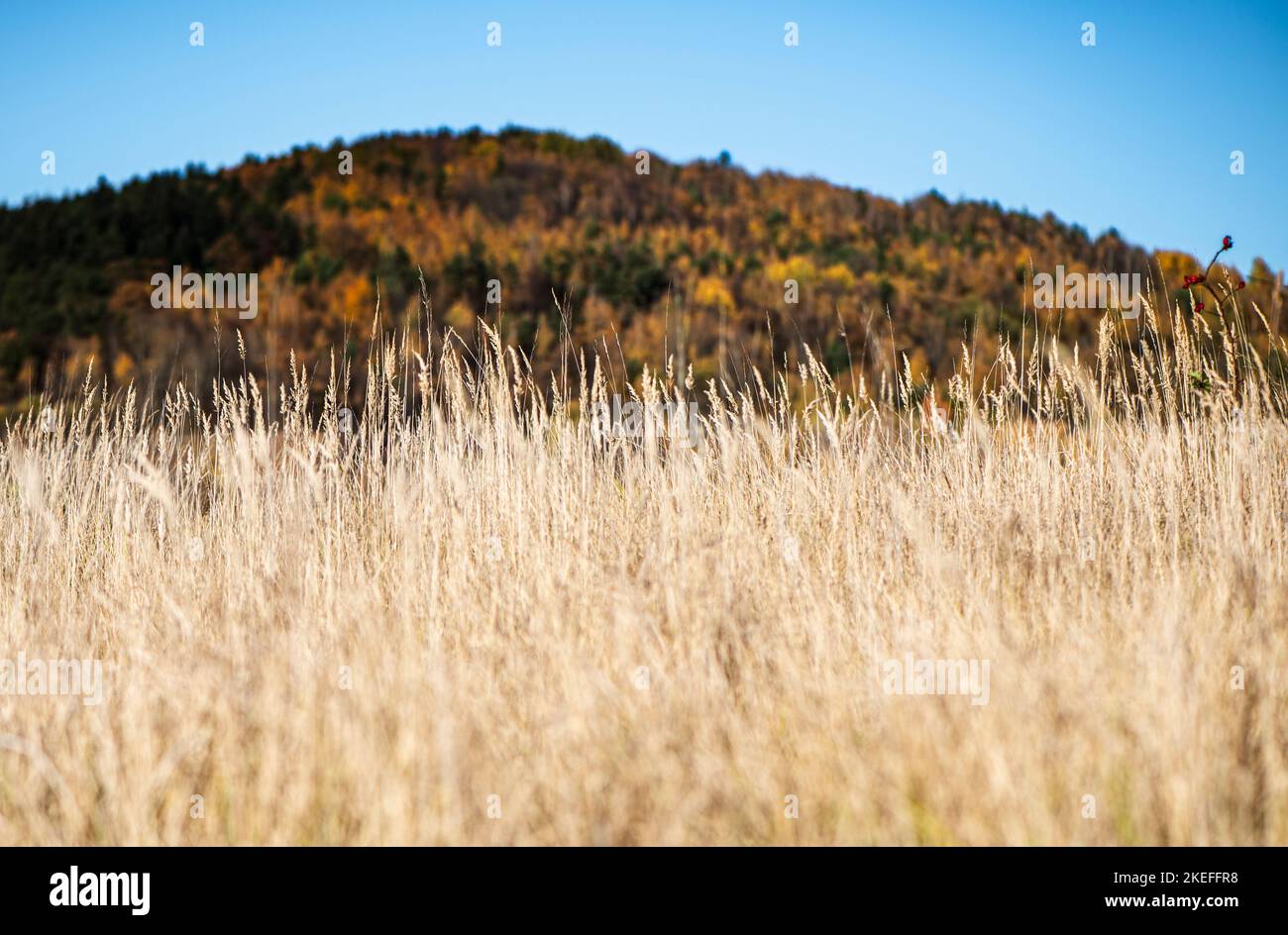 climats d'automne dans les montagnes Banque D'Images