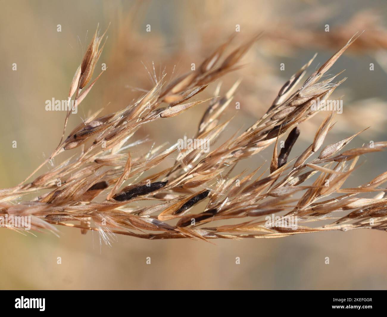 Le champignon de l'oreille Claviceps purpurea sur l'herbe Banque D'Images Le champignon de l'oreille Claviceps purpurea sur l'herbe Banque D'Images