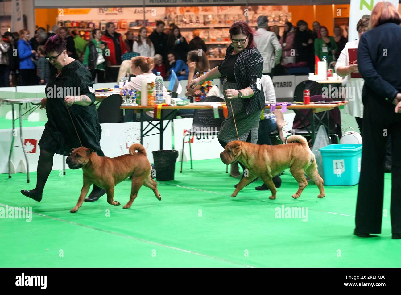 Les femmes courent avec leurs chiens Shar Pei pendant la foire internationale de l'industrie des animaux de compagnie Expo Zoo 2022 à Riga, Lettonie 12 novembre 2022. REUTERS/Ints Kalnins Banque D'Images