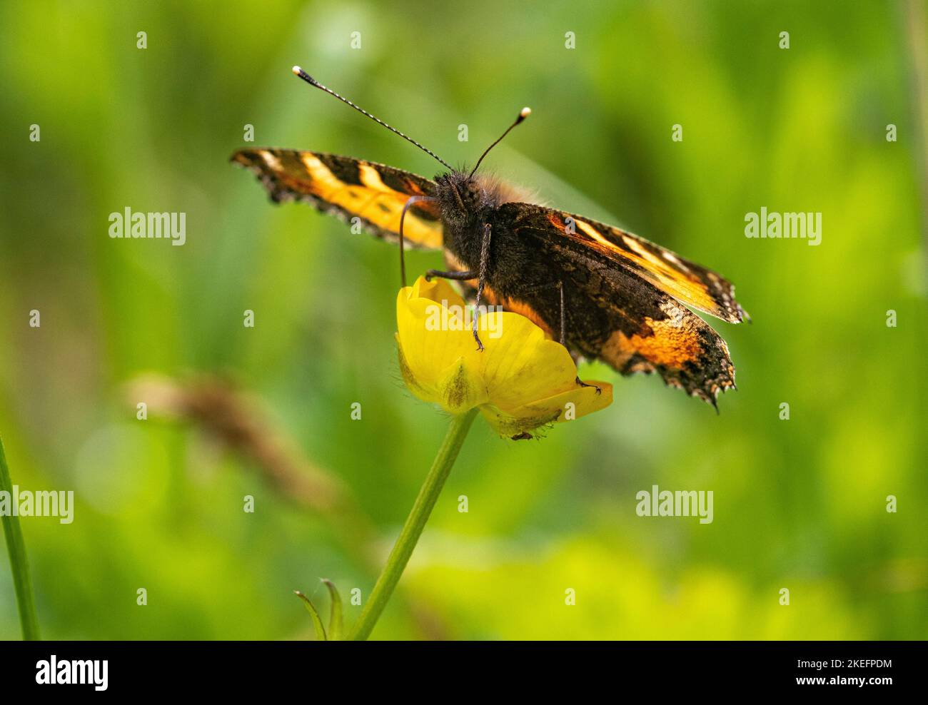 Tête sur l'image d'un petit papillon tortoiseshell (Aglais urticae) nourrissant d'une fleur de Buttercup (Ranunculus repens) en été. Banque D'Images