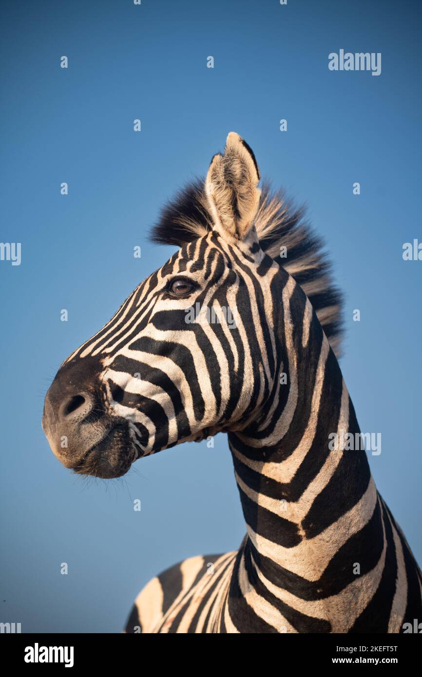 Portrait d'un zèbre avec ciel bleu à Zimanga Private Game Reserve, Afrique du Sud Banque D'Images