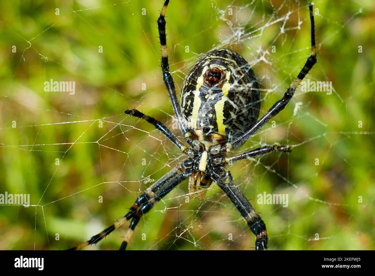 Un Argiope d'aspect dangereux Aurantia, araignée de jardin noire et jaune de l'île de Graciosa, Açores Banque D'Images