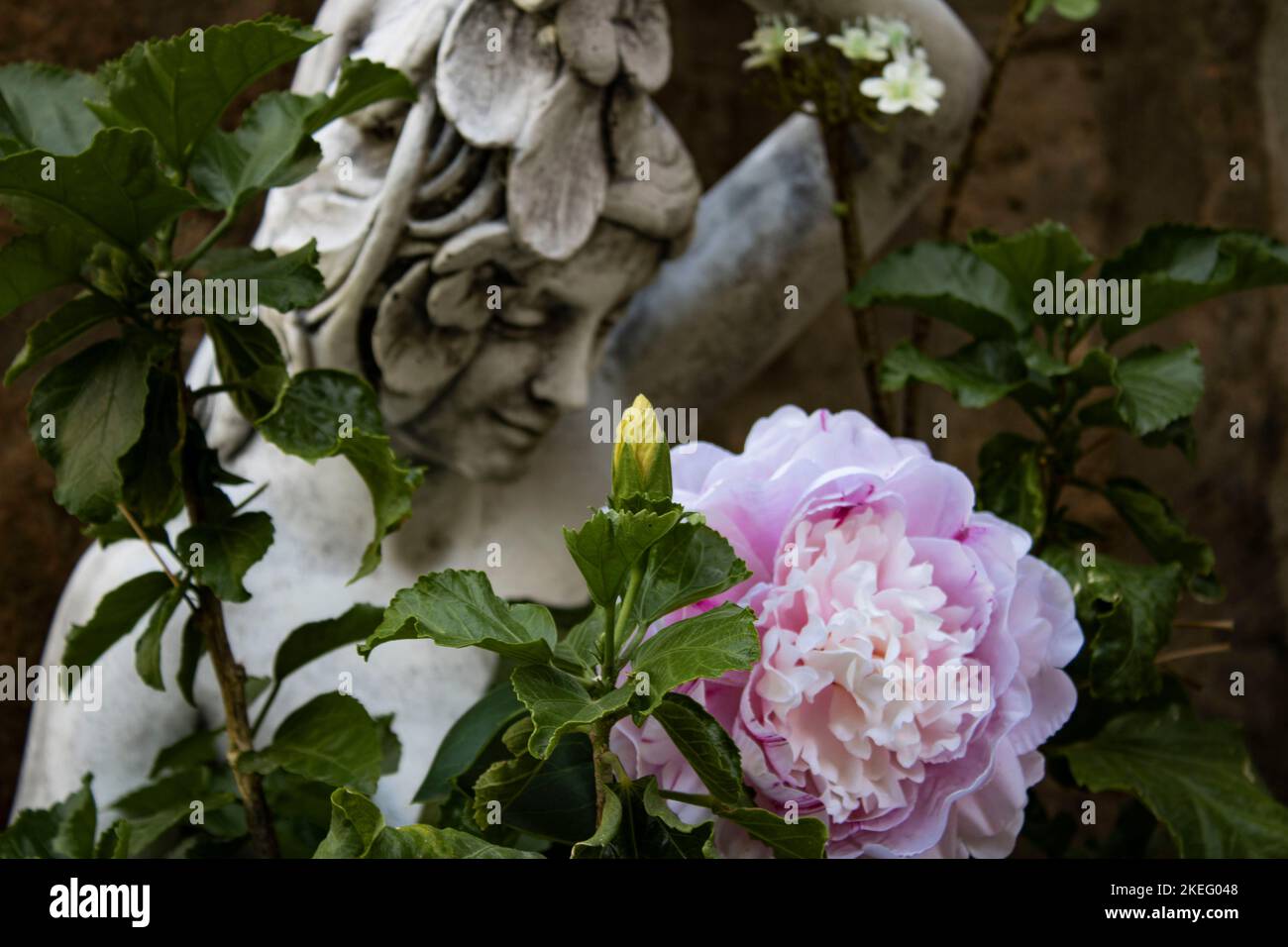 Une fleur rose qui cache la statue d'une femme souriante Banque D'Images
