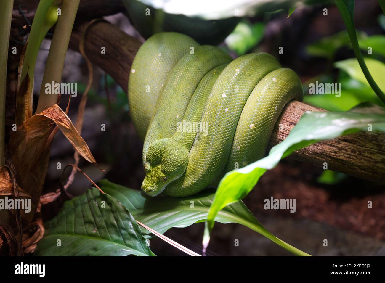 Green Tree python Banque D'Images