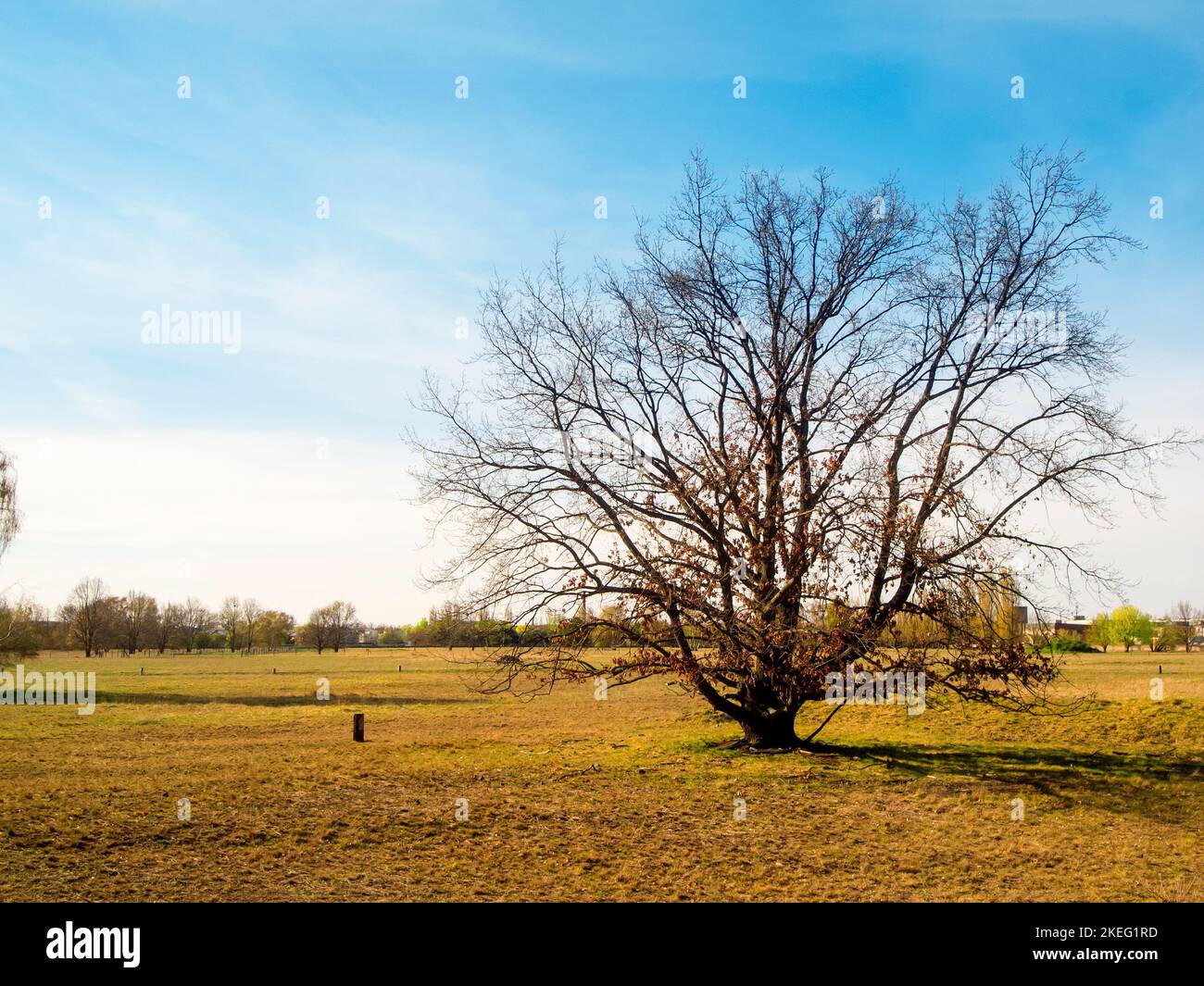 Vue sur le paysage avec un seul arbre sans feuilles dans l'héathland de l'Adlershof parc paysage à Berlin en automne. Banque D'Images