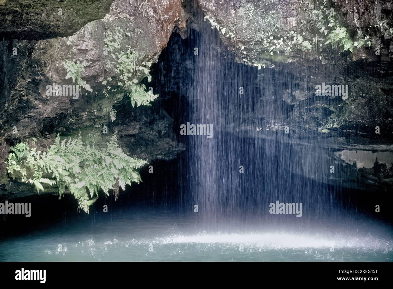 Les fougères indigènes poussent sur le rocher à l'entrée d'une source au parc national de Roaring River, dans les Ozarks du Missouri. Banque D'Images