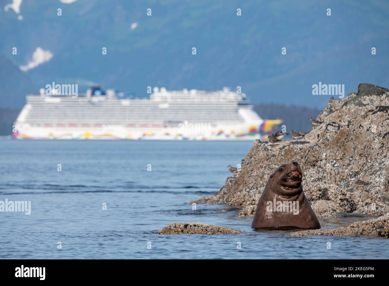 États-Unis, se Alaska, passage intérieur, région de l'île Brother. Steller Sea lion (Eumetopias jubatus) avec navire Norwegian Cruise Lines, Norwegian encore dans le Banque D'Images