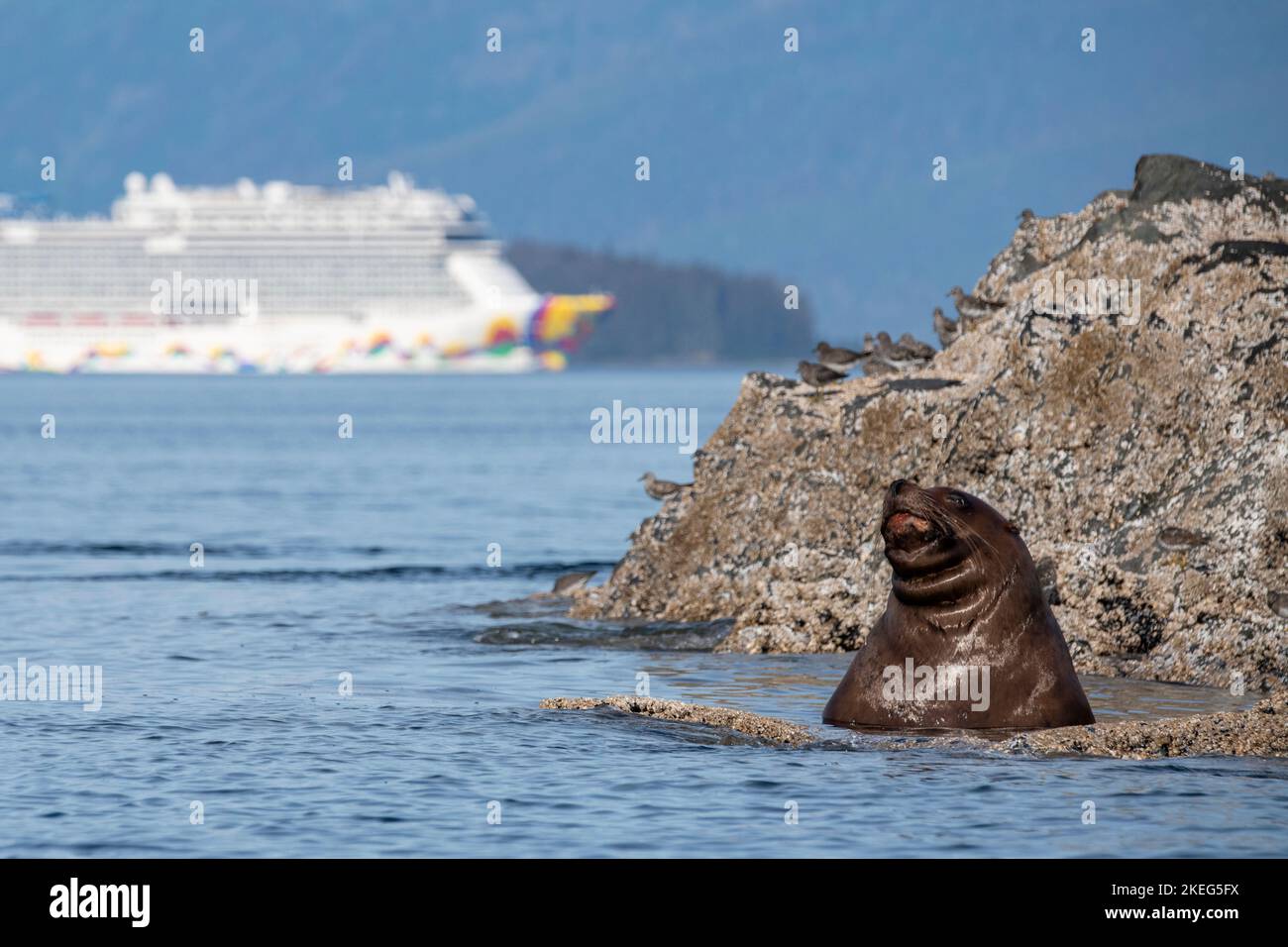 États-Unis, se Alaska, passage intérieur, région de l'île Brother. Steller Sea lion (Eumetopias jubatus) avec navire Norwegian Cruise Lines, Norwegian encore dans le Banque D'Images