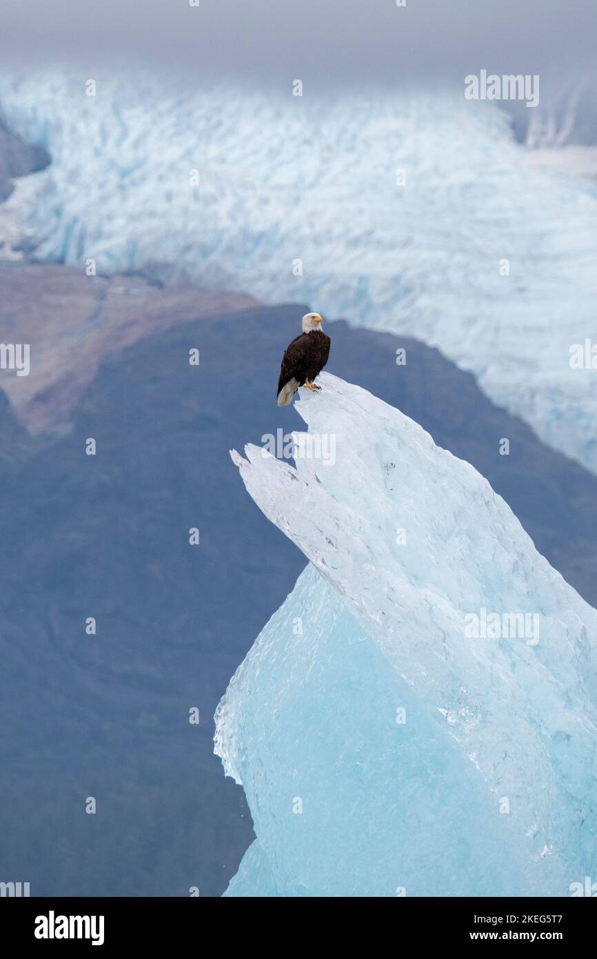 États-Unis, Alaska du Sud-est, passage intérieur, Spit de bois. Aigle à tête blanche sur l'iceberg (Haliaeetus leucocephalus) avec le glacier de Sumdum au loin. Banque D'Images