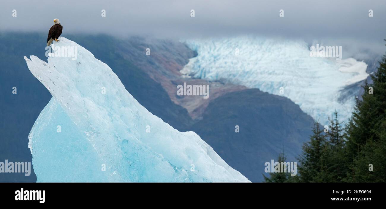 États-Unis, Alaska du Sud-est, passage intérieur, Spit de bois. Aigle à tête blanche sur l'iceberg (Haliaeetus leucocephalus) avec le glacier de Sumdum au loin. Banque D'Images