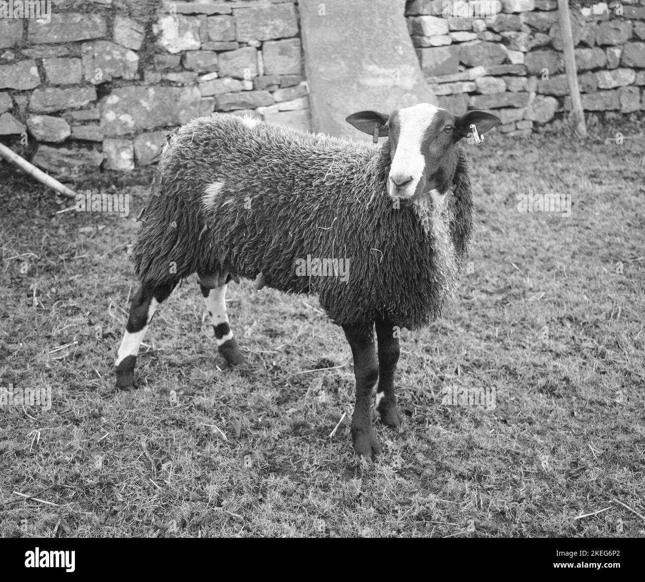 Un mouflon de Zwartbles dans le village de Downham près de Clitheroe, Lancashire, Royaume-Uni, Europe Banque D'Images