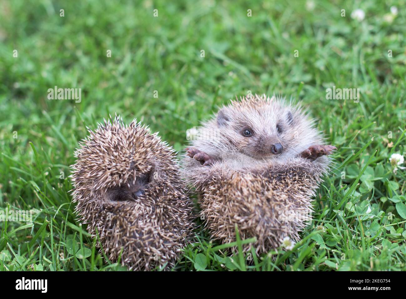 Deux petits hérissons se sont courbés dans une balle sur l'herbe Banque D'Images