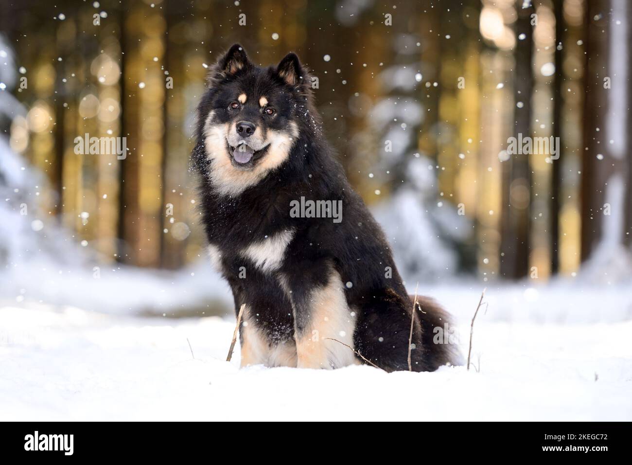 Vue sur le joli Lapphund finlandais noir, assis sur la neige et regardant l'appareil photo avec sa bouche ouverte Banque D'Images
