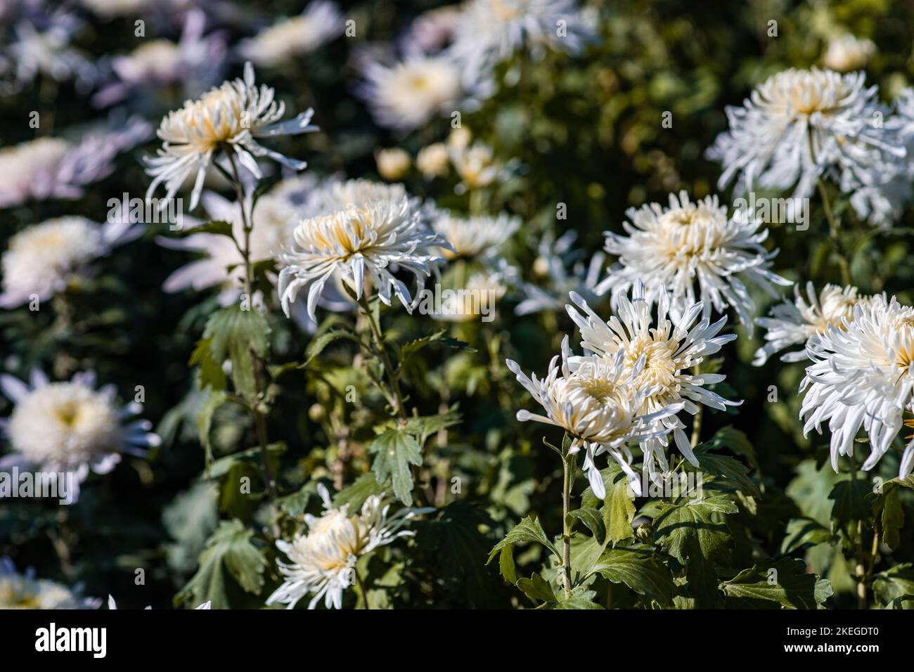Chrysanthemum blanc morifolium 'Vésuve' dans le jardin d'automne Banque D'Images