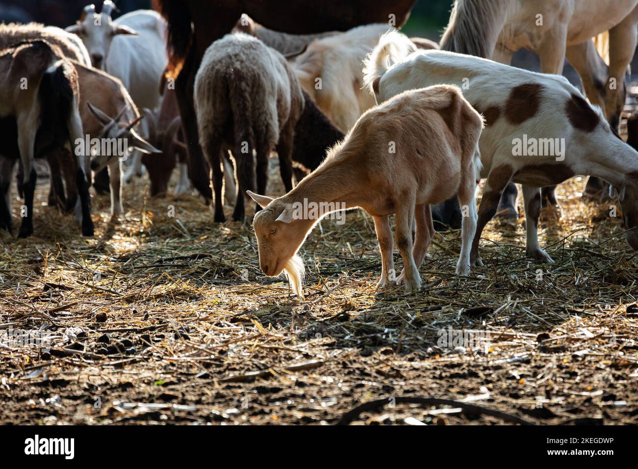 Chèvre. Mammifères et mammifères. Terre monde et faune. Faune et zoologie. Photographie de la nature et des animaux. Banque D'Images