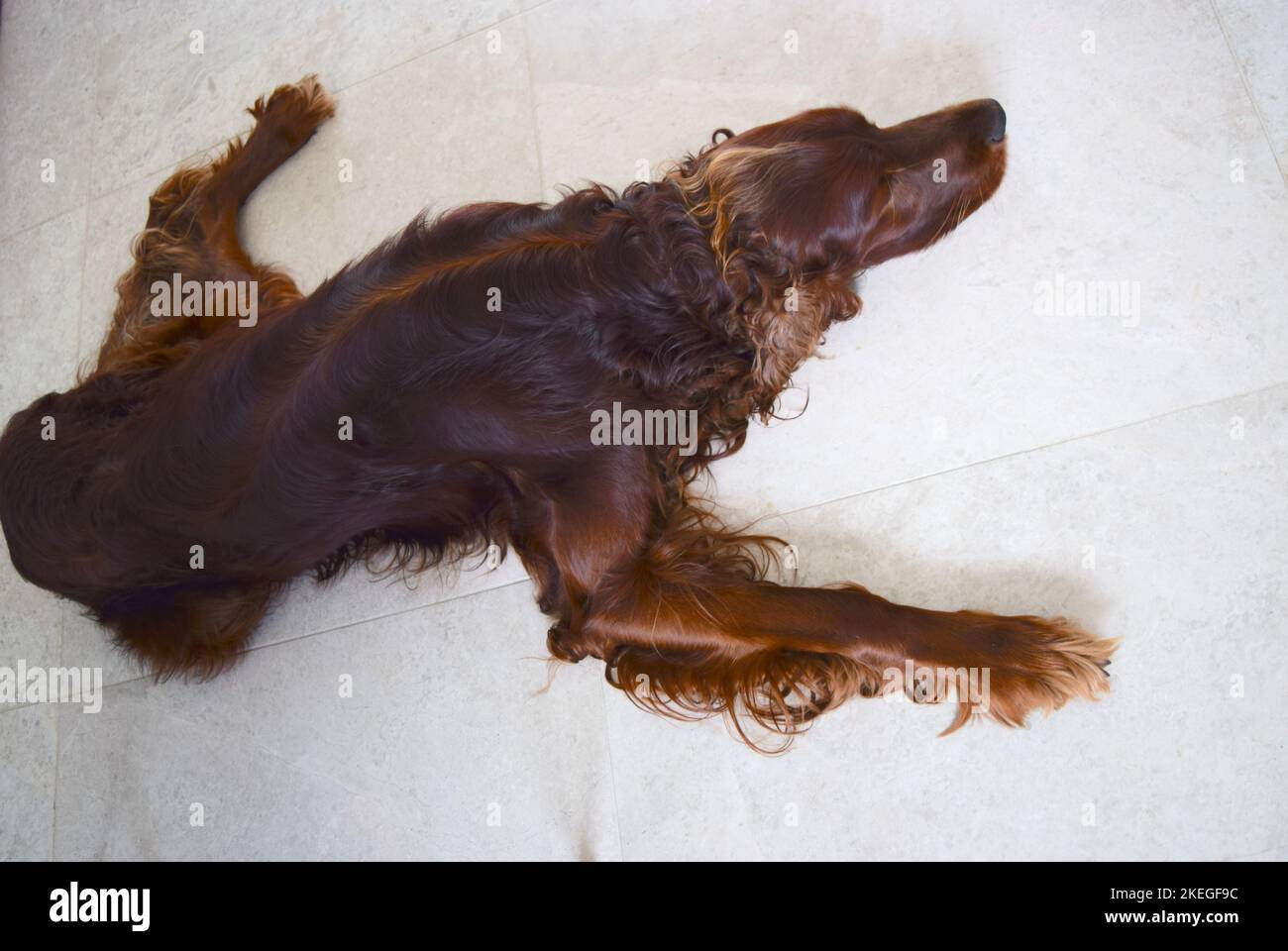 Le chien de garde irlandais repose sur le sol de la cuisine. Banque D'Images