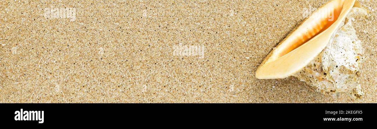 Conch coquillages sur le sable, plage de mer et grand bord de mer, vue panoramique du dessus pour la texture de fond. Concept de voyage, de vacances, de villégiature, de nature et d'été. Banque D'Images
