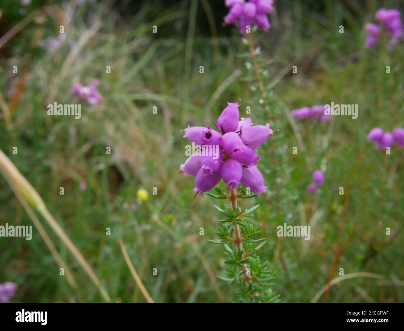 Photos de fleurs sauvages trouvées dans les montagnes galloises du parc national de Snowdonia Banque D'Images