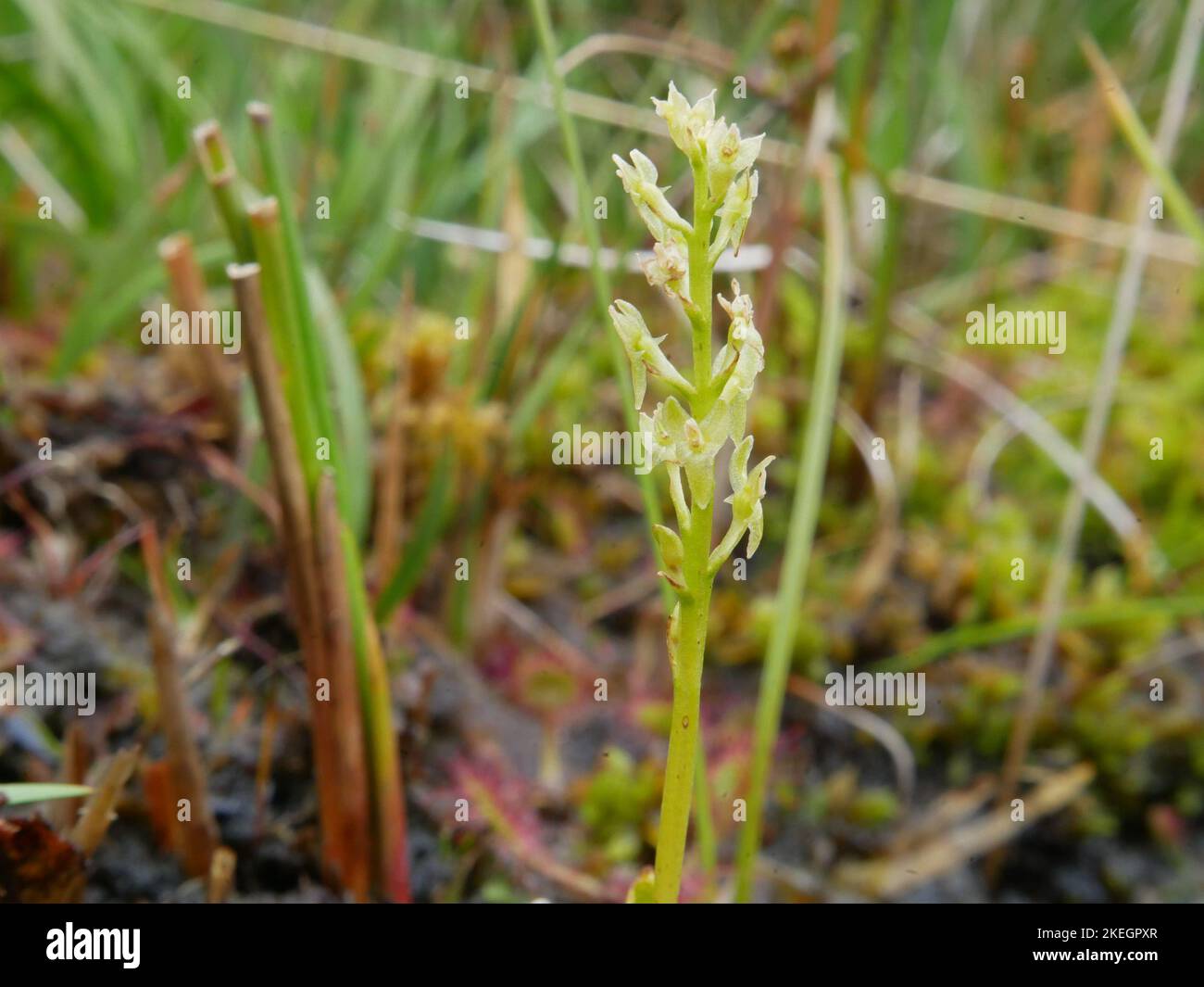 Photos de fleurs sauvages trouvées dans les montagnes galloises du parc national de Snowdonia Banque D'Images