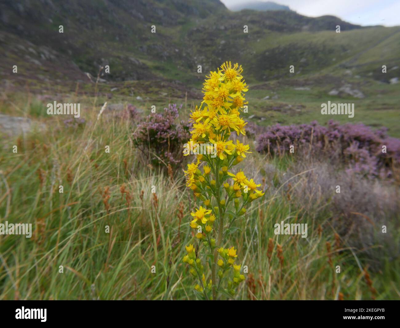 Photos de fleurs sauvages trouvées dans les montagnes galloises du parc national de Snowdonia Banque D'Images