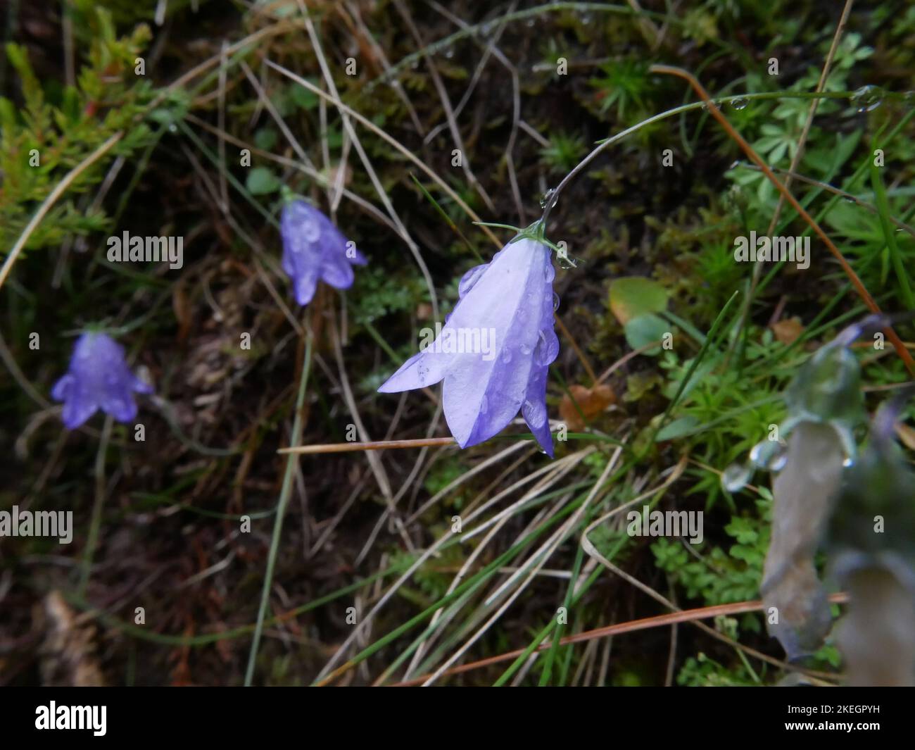 Photos de fleurs sauvages trouvées dans les montagnes galloises du parc national de Snowdonia Banque D'Images