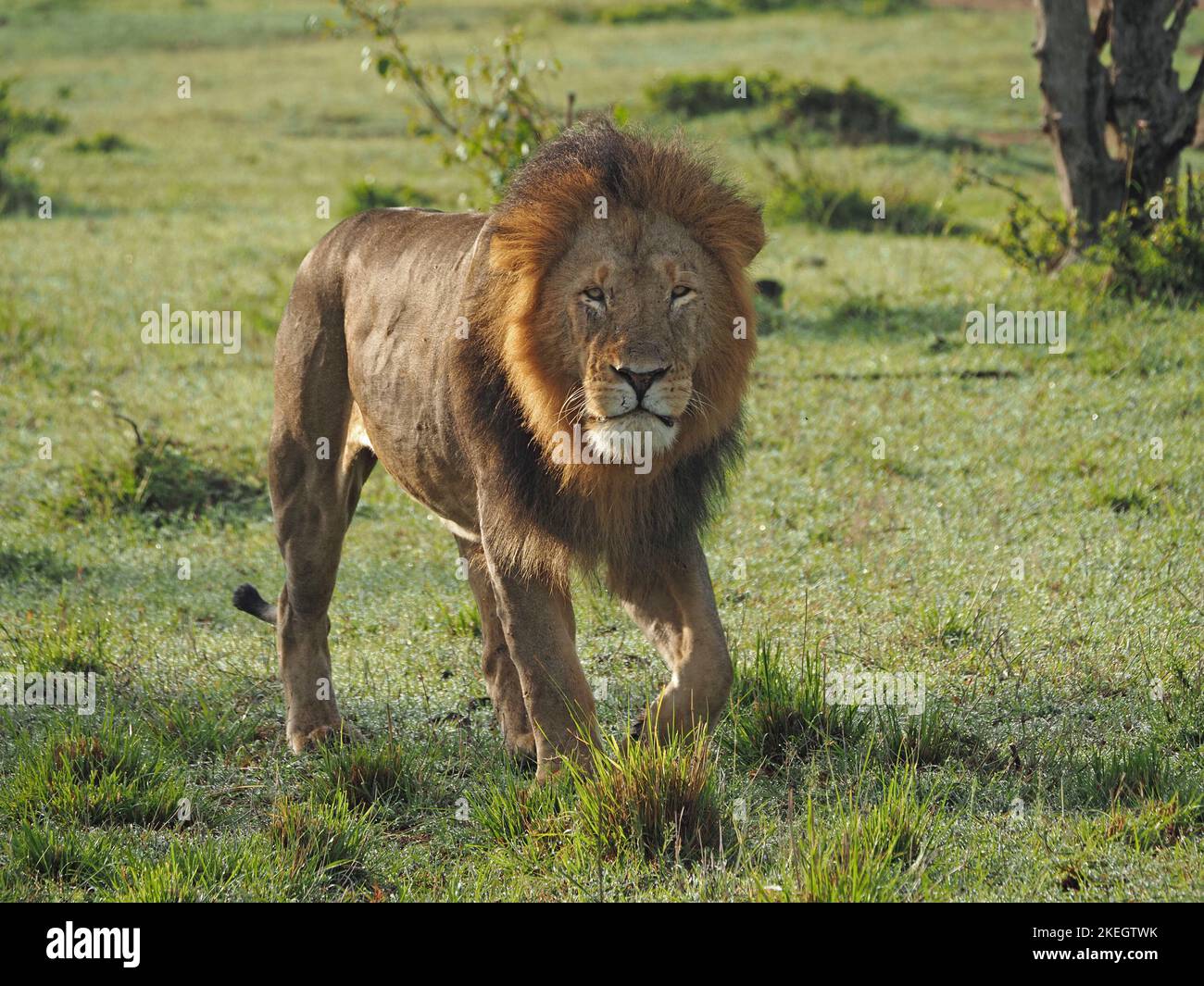 Lion mâle adulte unique déterminé (Panthera leo) avec de grandes manes marchant dans les prairies des zones de conservation de Masai Mara,Kenya,Afrique Banque D'Images