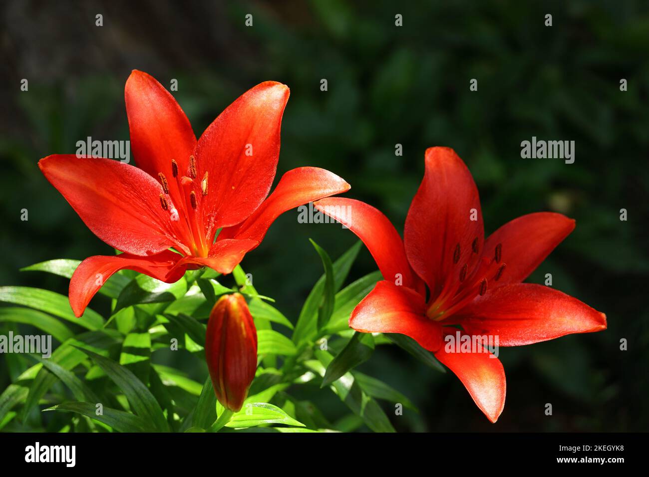Une jolie fleur de nénuphars qui fleurit de façon très vive Banque D'Images Une jolie fleur de nénuphars qui fleurit de façon très vive Banque D'Images