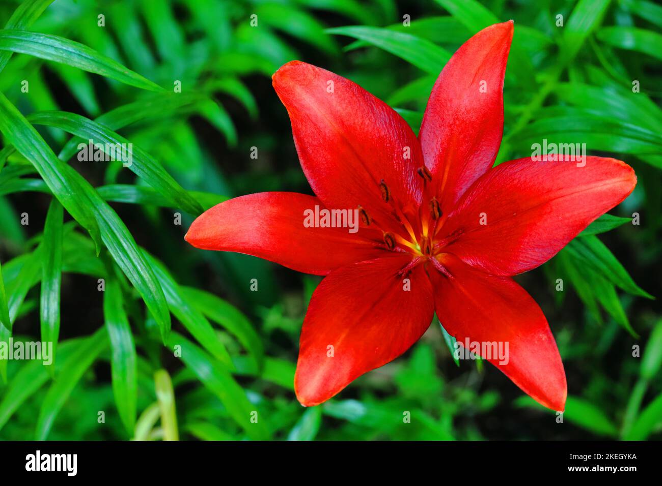 Une jolie fleur de nénuphars qui fleurit de façon très vive Banque D'Images Une jolie fleur de nénuphars qui fleurit de façon très vive Banque D'Images
