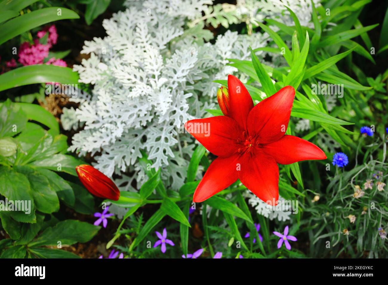 Une jolie fleur de nénuphars qui fleurit de façon très vive Banque D'Images Une jolie fleur de nénuphars qui fleurit de façon très vive Banque D'Images
