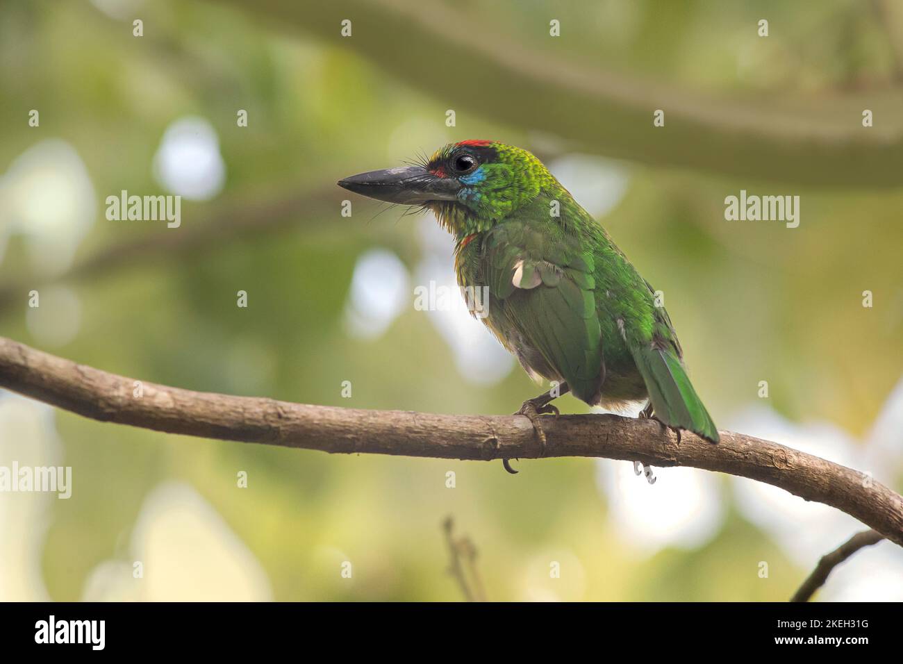 Red-throated Barbet (Megalaima mystacophanos) Banque D'Images