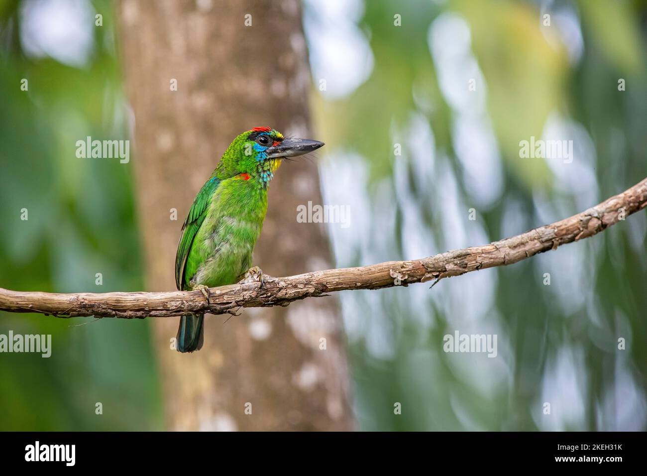 Red-throated Barbet (Megalaima mystacophanos) Banque D'Images