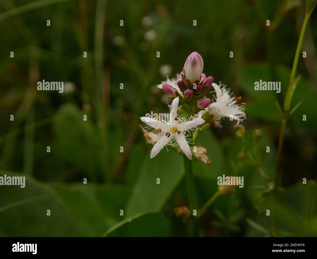 Photos de fleurs sauvages trouvées sur terrain humide et marécageux. Les tourbières blanchets sont un écosystème commun dans l'environnement gallois Banque D'Images