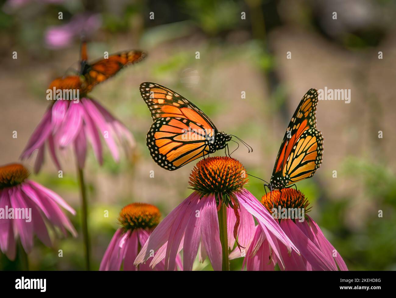 Papillons monarques (Danaus plexippus) également connu sous le nom de papillon Wanderer sur un Coneflowers (Echinacea purpurea) Banque D'Images