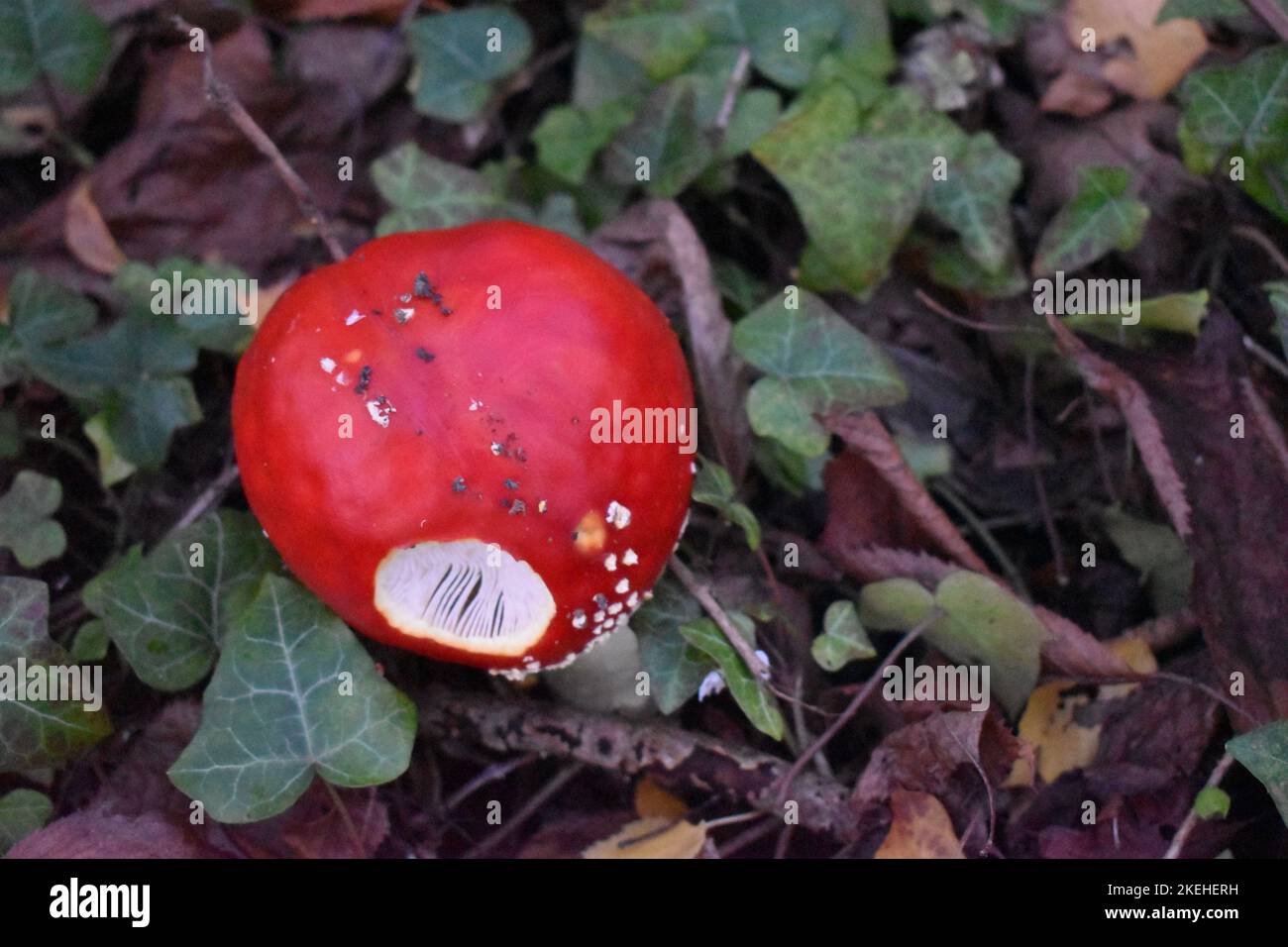 Agaric Fly (Amanita muscaria) Banque D'Images