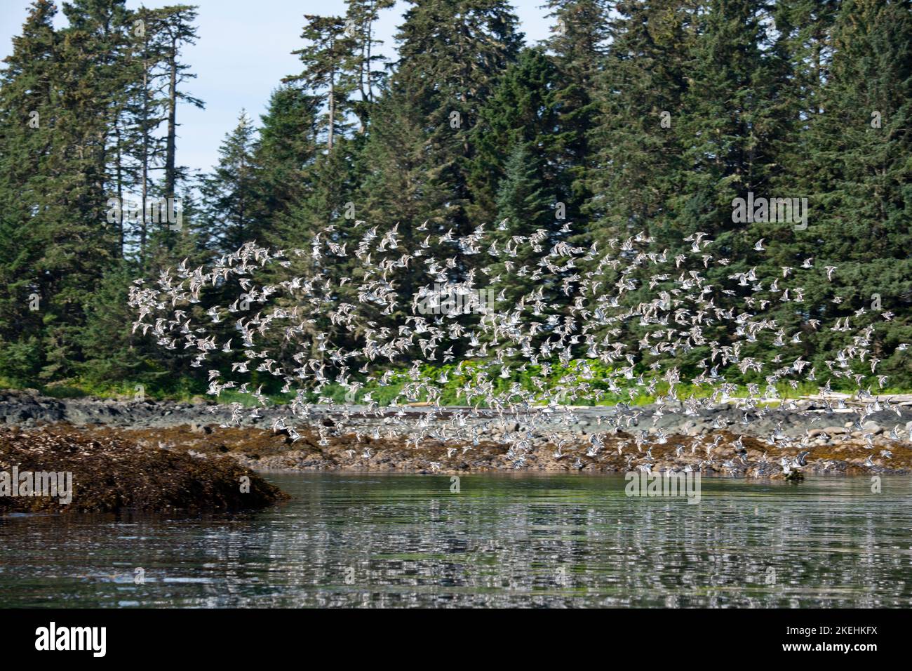 États-Unis, Alaska, près de Brother's Island. Grand troupeau de Surfbirds (Aphriza virgata) Banque D'Images