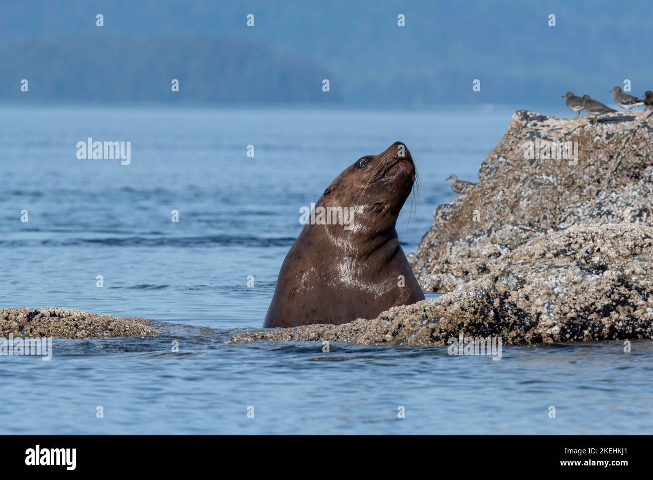 États-Unis, Alaska, région de Brother's Island. Lion de mer de Steller (Eumetopias jubatus) Banque D'Images