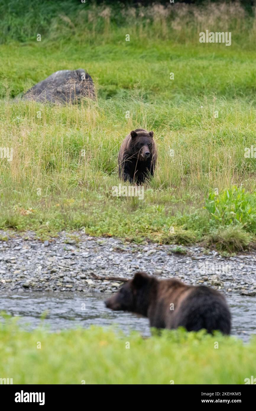 États-Unis, Alaska, Admiralty Island, Pack Creek. Ours bruns (SAUVAGE : Ursus arcto) Banque D'Images