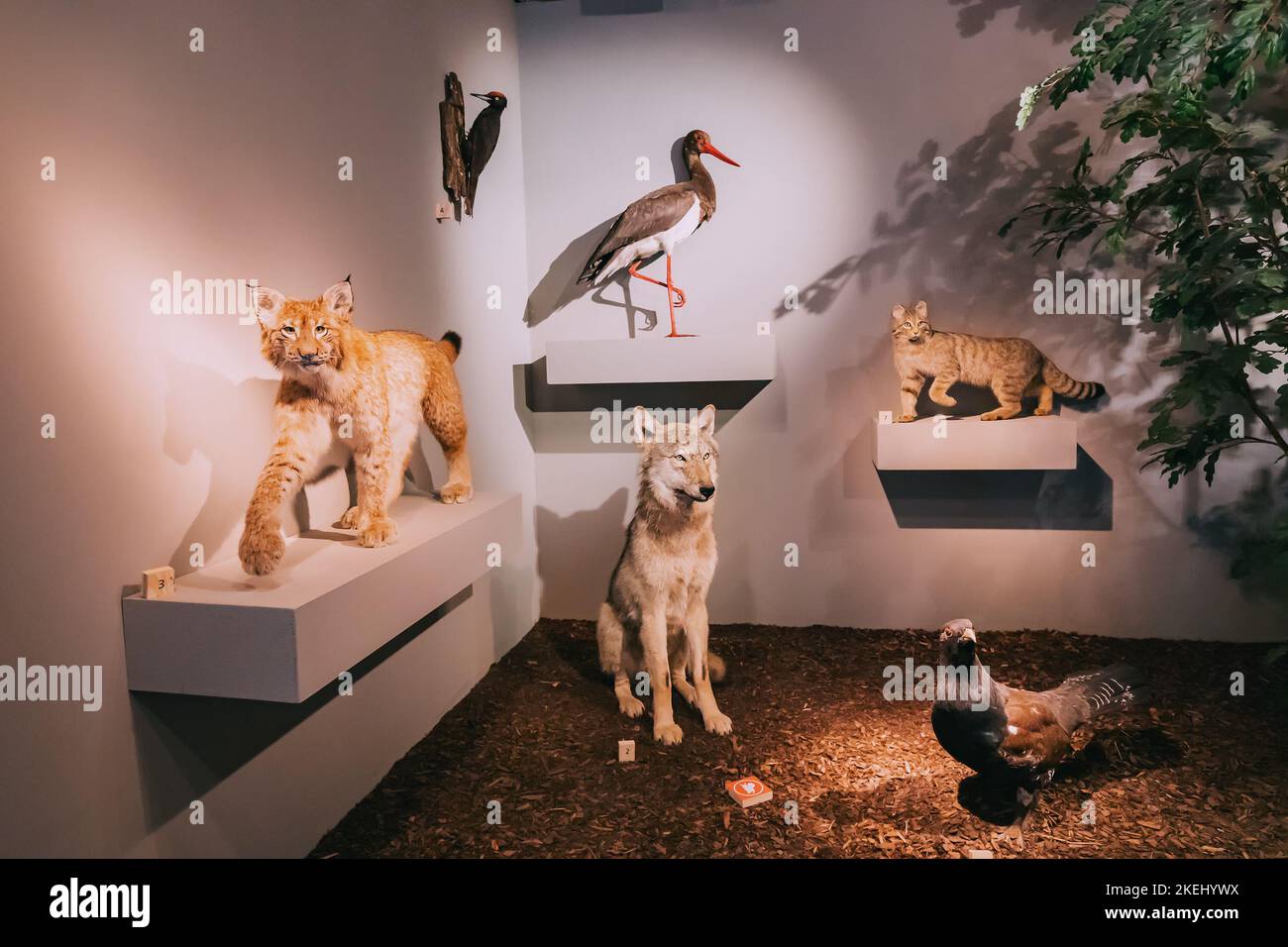 26 juillet 2022, Munster, Allemagne : beaucoup d'animaux en peluche effrayants dans le hall du Musée d'Histoire naturelle Banque D'Images