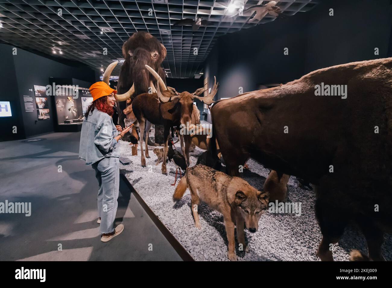 26 juillet 2022, Munster, Allemagne: Une fille explorant beaucoup d'animaux en peluche effrayants dans le hall du Musée d'Histoire naturelle Banque D'Images