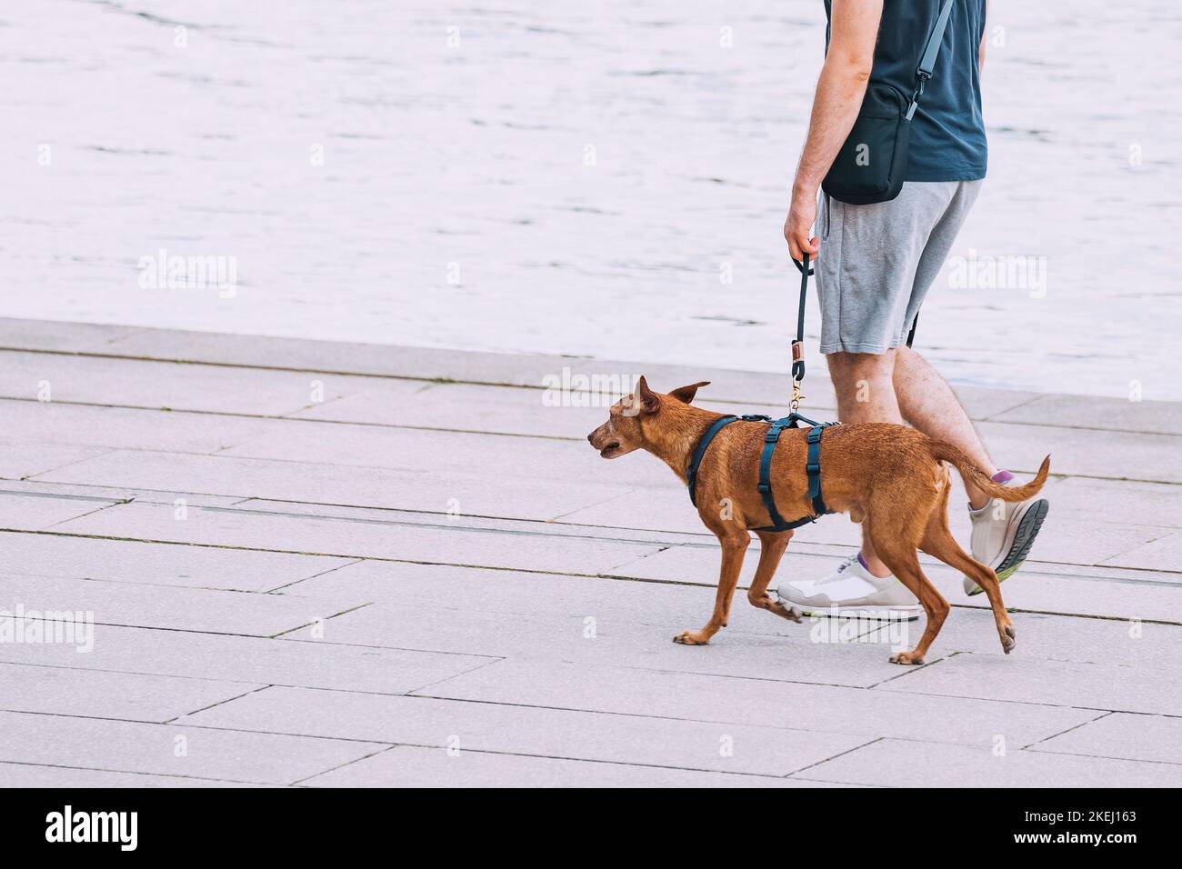 Manl marche son chien dans le parc de la ville. Mode de vie des animaux de compagnie et de la vie des jeunes Banque D'Images