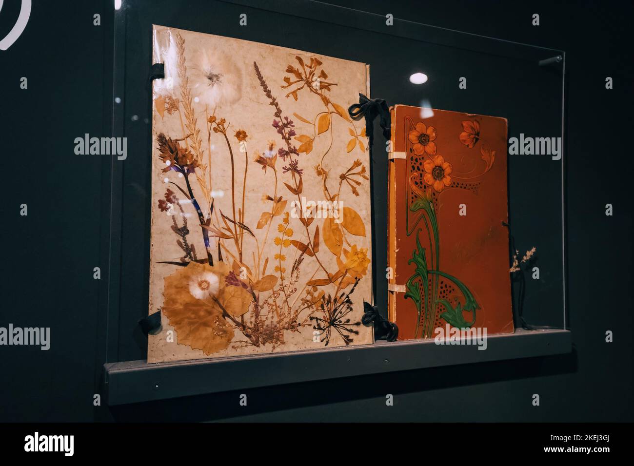 herbarium avec diverses fleurs séchées d'été - divertissement, passe-temps et éducation en botanique Banque D'Images