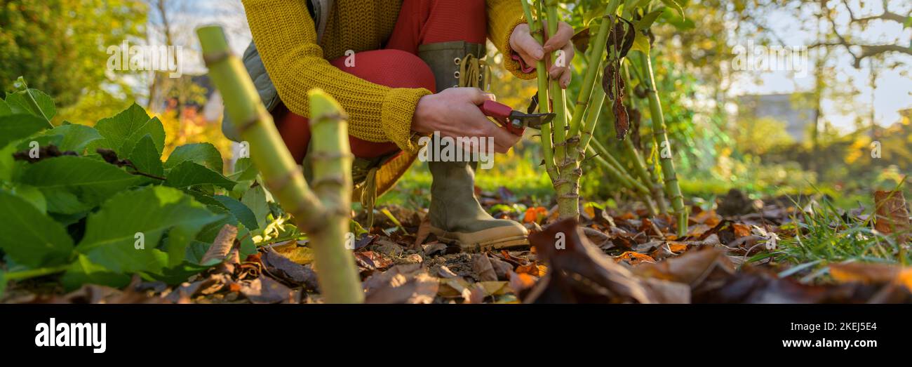 Femme utilisant des sécateurs pour couper le feuillage de la plante dahlia avant de creuser les tubercules pour le stockage d'hiver. Emplois de jardinage d'automne. dahl pour hivernage Banque D'Images