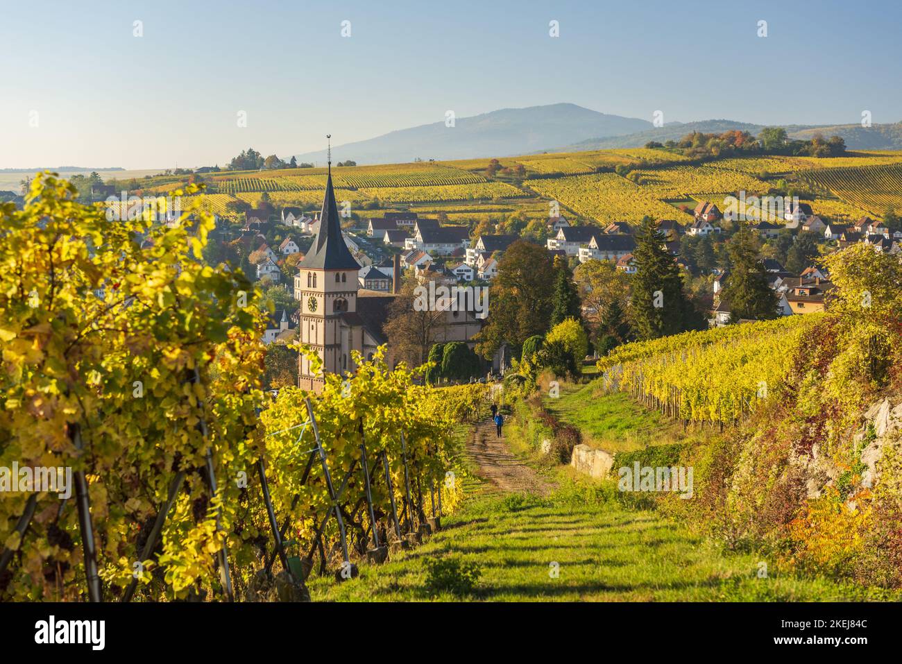 France. Alsace, Haut-Rhin (68) le village de Barr en automne avec son église protestante au coeur du vignoble Banque D'Images