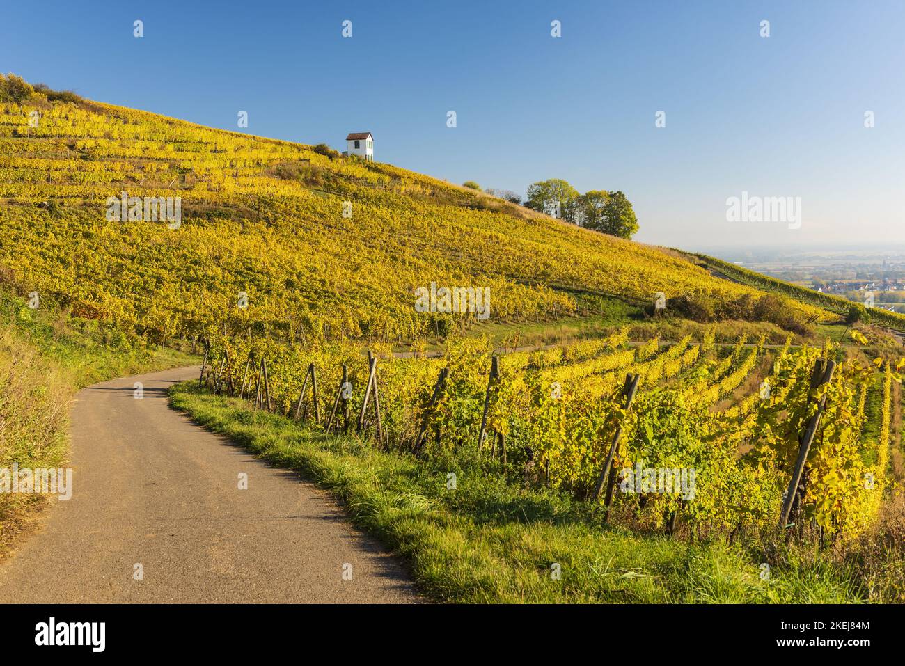 France. Alsace. Haut-Rhin (68) Barr. Le vignoble de Kirchberg Grand cru en automne Banque D'Images