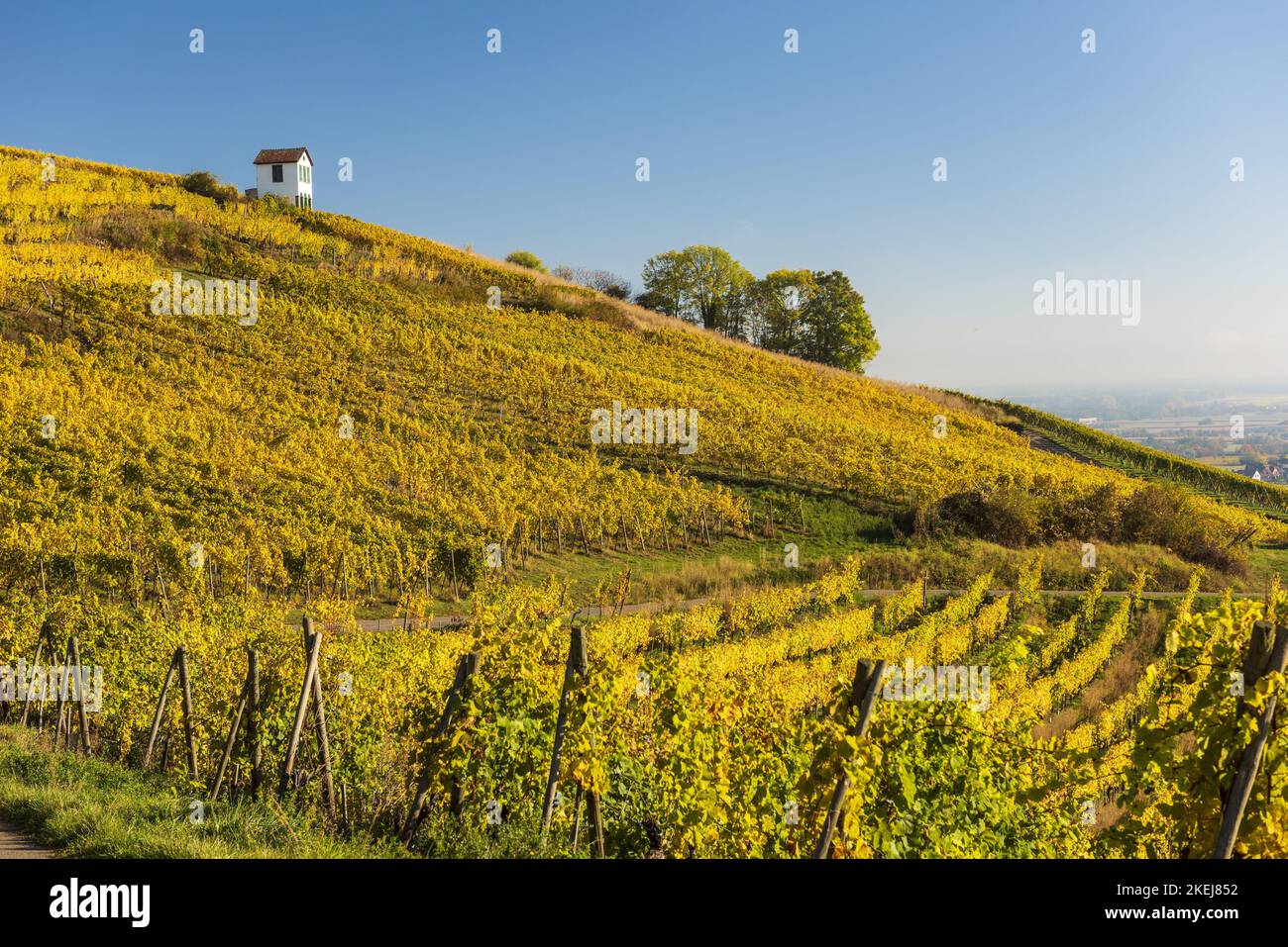 France. Alsace. Haut-Rhin (68) Barr. Le vignoble de Kirchberg Grand cru en automne Banque D'Images