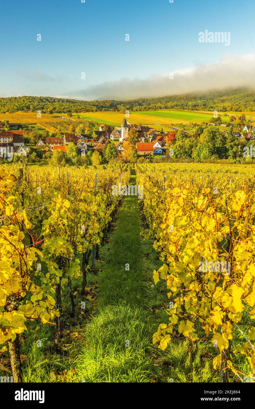 FRANCE, Alsace, Bas-Rhin (67), Parc naturel régional des Vosges du Nord, vignoble et village de Cleebourg en automne Banque D'Images