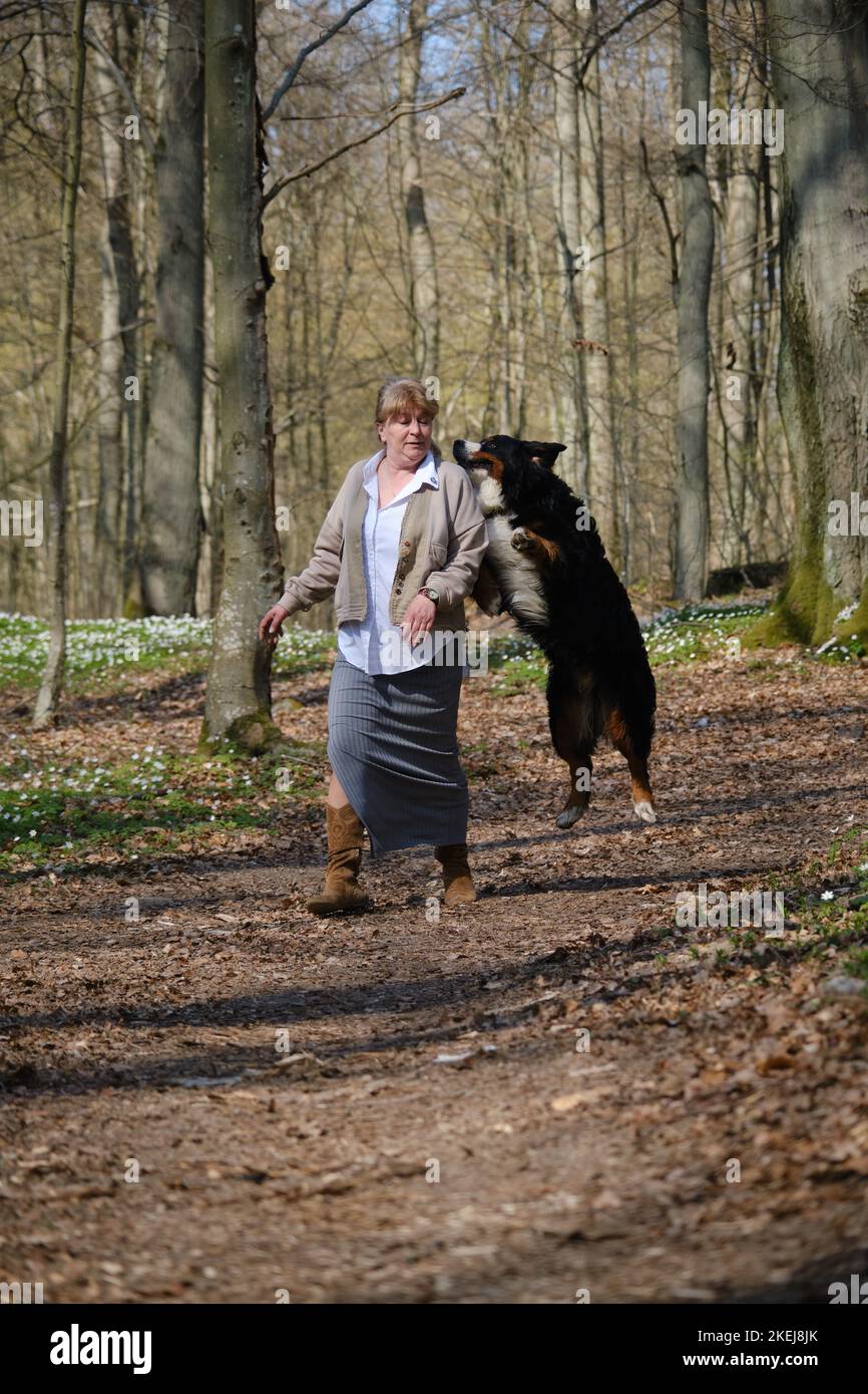 gros chien de montagne bernois en colère attaque et morsure la femme Banque D'Images