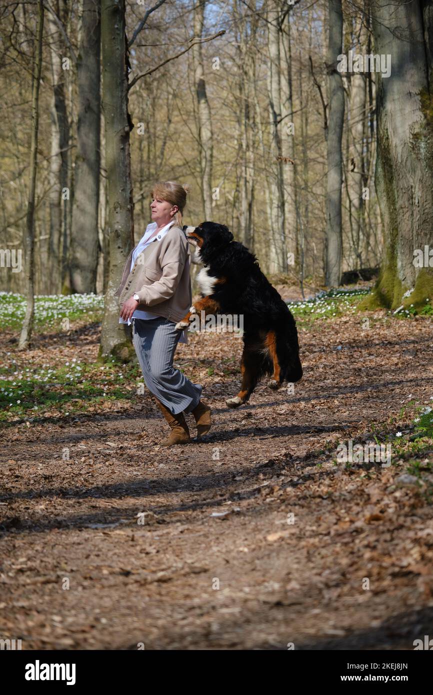 gros chien de montagne bernois en colère attaque et morsure la femme Banque D'Images