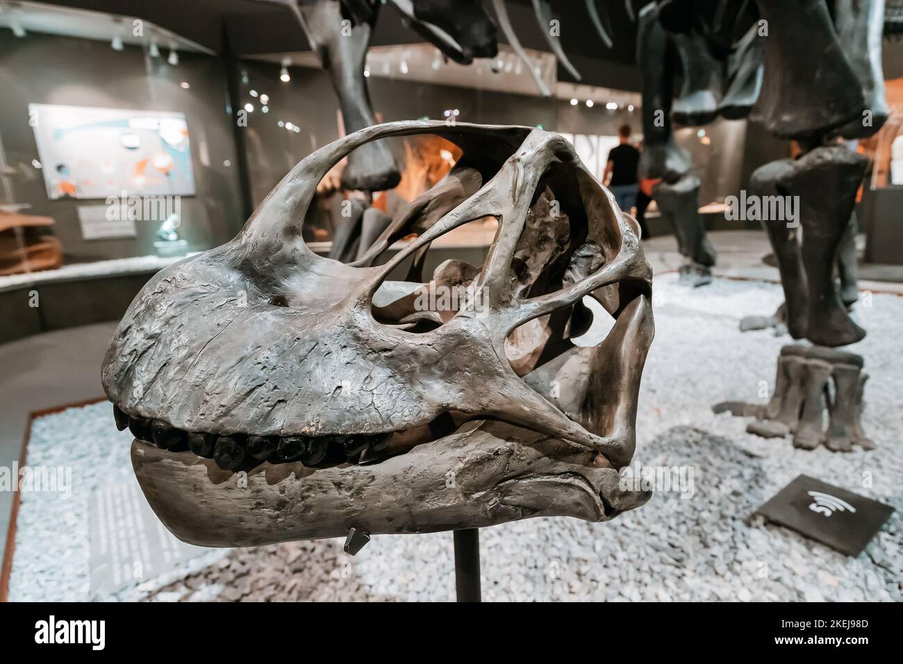 26 juillet 2022, Musée d'Histoire naturelle de Munster, Allemagne : Camarasaurus sauropode crâne de dinosaure sur l'exposition, démontrant des découvertes scientifiques an Banque D'Images